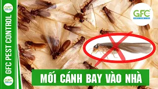 Mối Cánh Bay Vào Nhà Là Điềm Gì? Bí Kíp Tiêu Diệt Mối | GFC