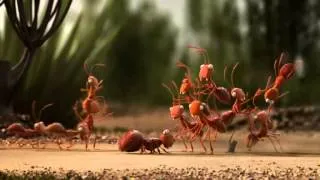 Ants Teamwork