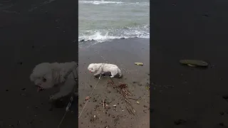 Maltese dog is having fun of big waves | A man cleaning the trash #shorts #Philippines