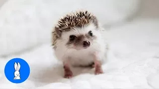 Cute Little Hedgehogs Compilation / TRY NOT TO AWW!