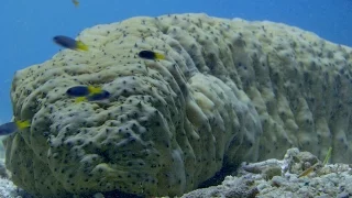 Seeking shelter up a sea cucumber's bottom - World's Weirdest Events: Episode 5 - BBC Two