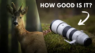 The lens of your WILDLIFE dreams - Sony FE 200-600 G OSS Long-Term Review