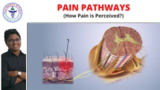 Pain Pathways | Anesthesiology | Lecture 05