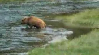 Baby Bison