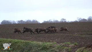 Battues aux sangliers 2024/ Chiens courants / Breizh'Hunt