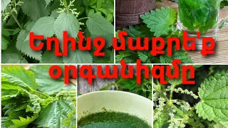 Եղինջը հզոր դեղաբույս է այն մաքրում է օրգանիզմը և արյունը