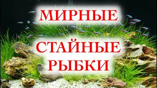 Мирные стайные аквариумные рыбки ТОП 5