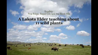 Roadtrip Pine Ridge, Rapid City and the Black Hills - A Lakota Elder teaching about 11 wild plants