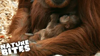 Disappearing Orangutan Baby: The Full Story | Nature Bites