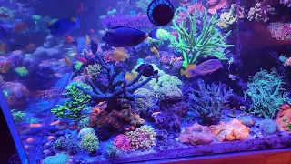 Bill's Saltwater Heaven's 600-gallon mixed reef 23-month update! #corals #reef #saltwater #sps