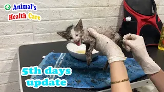 Poor Kitten got Stuck in Glue Trap from a mouse trap updating after 5 days rescue