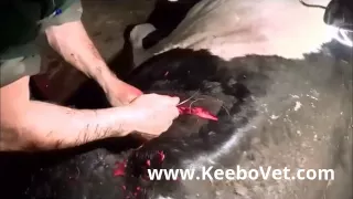 Cow Can Not Give Birth - Abnormal Position Of The Calf - Vet Performs C Section