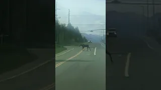 Moose crossing the road