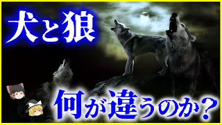 【ゆっくり解説】歴史とDNAから読み解く「オオカミと犬の違い」とは？を解説/いつ分かれた？未だ謎が多い犬と狼の歴史