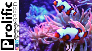 HOW TO FEED BUBBLE TIP ANEMONES | REEF ROIDS