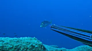 Solo Spearfishing for Food - A Place Too Far, A Fish Too Close