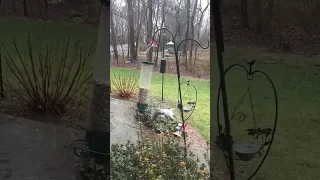 Squirrel goes for a wild ride! Poor little guy