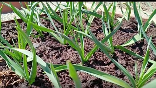 С ЭТОЙ ПОДКОРМКОЙ ЧЕСНОК ВЫРАСТЕТ С КУЛАК И НЕ ПОЖЕЛТЕЕТ.