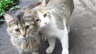 Cats cuddle each other on the street