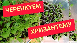 Черенкование хризантемы МУЛЬТИФЛОРА