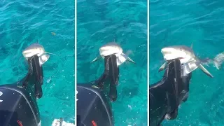 Cute Smiling Lemon Shark Bites Boat's Motor