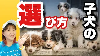 子犬の選び方　あなたに合う犬を迎えよう！ 飼育放棄の１番の理由『飼いきれないから』をなくすためにも・・