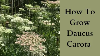 How To Grow Daucus