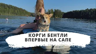 Уплыл дважды! Корги Бентли впервые на сапе!