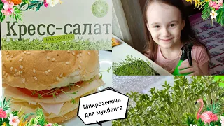 Микрозелень на подоконнике для мукбанга 🥬| Сделала бургер с кресс-салатом 🍔| @lena_volshebnitsa