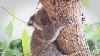 Very cute Baby Koala sleeping