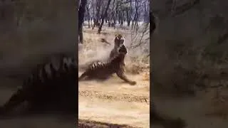 Watch these two Tiger sisters fight in a fierce battle for territoryWildlife Struggle for Existence