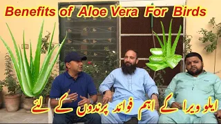 Aloe Vera Benefits For Parrots||Tooton ke Lia Kawar Gandal Ke Fayde || Aloe Vera Gel For Birds||