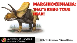 Lecture 19 Marginocephalia: That's Using Your Head