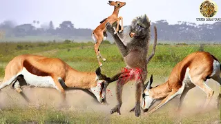 Unacceptable actions from baboon  Baboon steals the baby from the impala