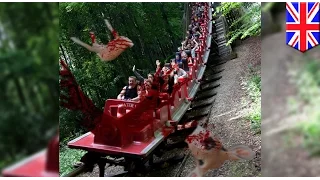 Roller coaster sa Europe, pinugutan ng ulo ang isang usang napadpad sa riles!