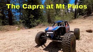 Capra At Mt Pinos Crawling & Trailing 2021