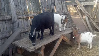 Лежак для коз. Камерунская карликовая коза