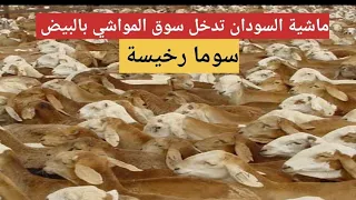 شاهد خرفان السيداون يدخلون سوق البيض للمواشي و اسعارهم رخيصة 😍