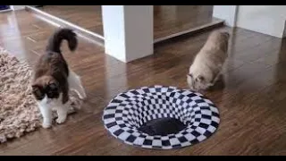 Cats VS Indoor Sinkhole (Can our cats see Optical Illusion?) #shorts #HYE_PETS