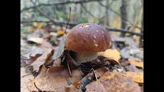 За грибочками во Фролищи