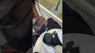 Когда конь круче собаки 😂 #кони #лошади #конныйспорт #horse #конкур