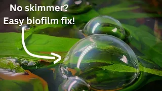 No skimmer? Remove biofilm, surface film, scum with quick and easy methods!