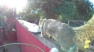 Wild Flying Squirrels 1 vs Electric Garden Fence 2