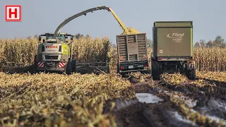 Maisernte im Moor - Claas Jaguar 980 - V12 Sound | Lohnbetrieb Teipen | modderen in de mais | Maize