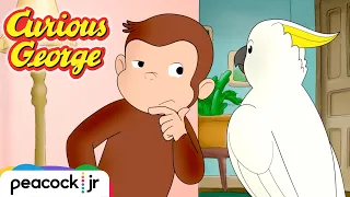 🦜 Cuckoo Cockatoo Escape | CURIOUS GEORGE