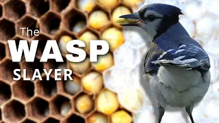 Unique Blue Jay Behavior | Wasps!