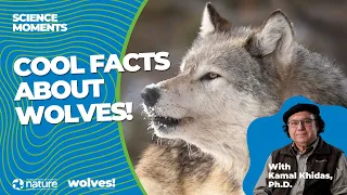 Wolves: Cool Facts!