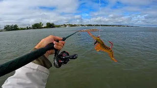 This Lure Gets Smoked - Epic Inshore Micro Skiff Multi-Species Fishing Florida