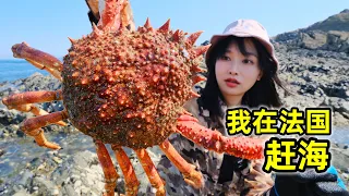 在法国赶海，海沟里抓5斤重蜘蛛蟹，撬个生蚝就地海鲜餐 | 法国 | 乡村 | 户外 | 螃蟹 | 趕海 | 生蚝 |