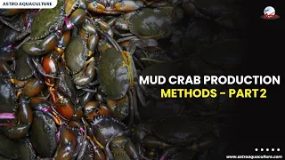 Mud Crab Production methods Part-2